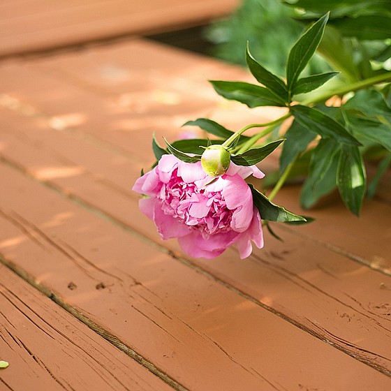 ��� ���� ��� ���� Flood Solid Color