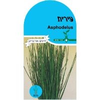 זרעי עירית זרעי עירית