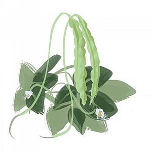 זרעי שעועית/לוביה תאילנדית ארוכה זרעי שעועית/לוביה תאילנדית ארוכה