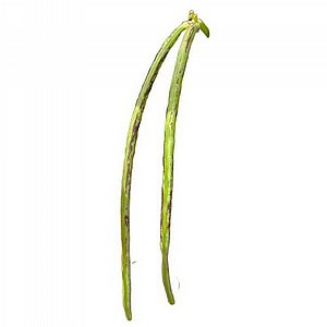 זרעי שעועית אספרגוס זרעי שעועית אספרגוס