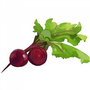 זרעי סלק כדורי אדום זרעי סלק כדורי אדום