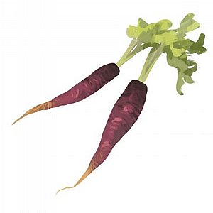 זרעי גזר סגול עמוק זרעי גזר סגול עמוק