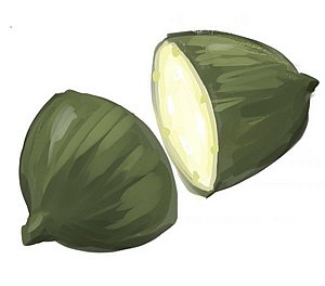 זרעי מלפפון חרוש (בעג׳יר) סנדלה בלדי זרעי מלפפון חרוש (בעג׳יר) סנדלה בלדי