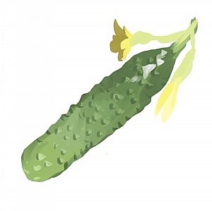 זרעי מלפפון חמוצים רוסי זרעי מלפפון חמוצים רוסי