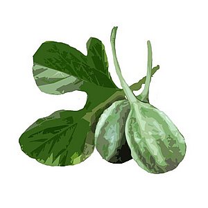 זרעי מלפפון גרקינס ליסו זרעי מלפפון גרקינס ליסו