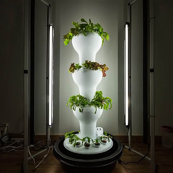 ���� ��������� ����� ������ 32/40 ����� ������ AIRPONIC FRUIT