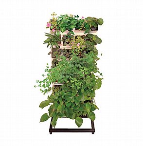 ���� ��� ���� 32 ����� VineaGreen