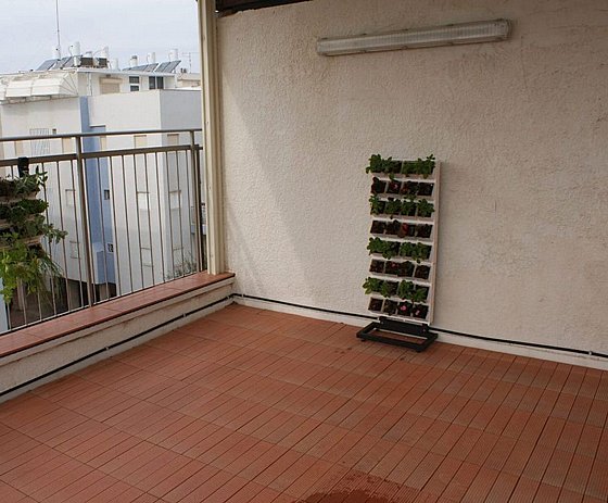���� ��� ���� 32 ����� VineaGreen