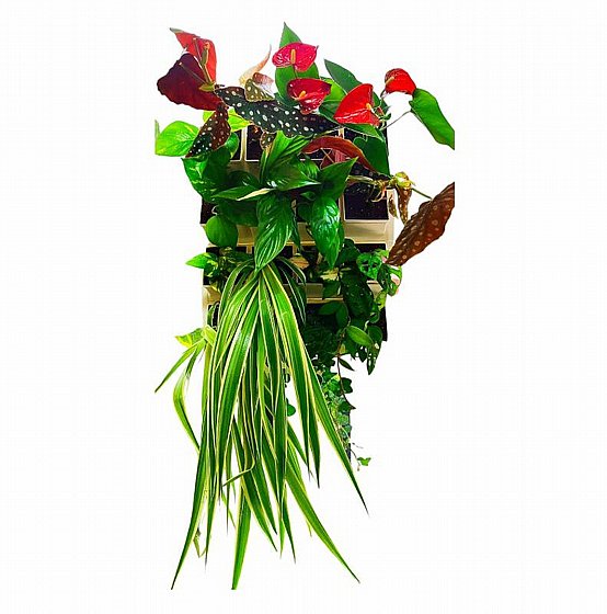 ��� ���� 16 ����� ���� ����� VineaGreen