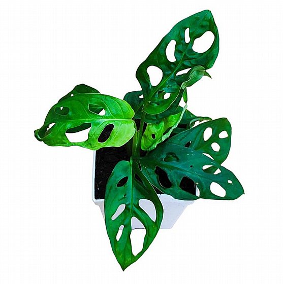 ��� ���� 16 ����� ���� ����� VineaGreen