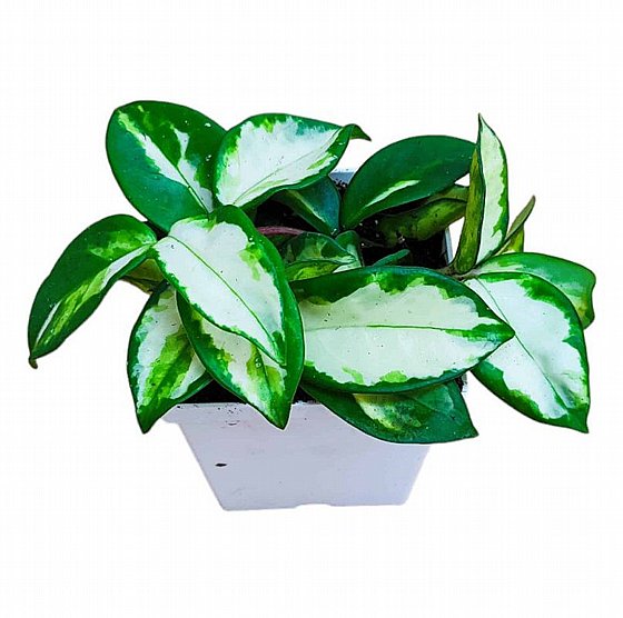 ��� ���� 16 ����� ���� ����� VineaGreen