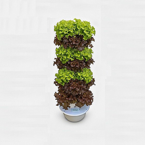 ���� ��������� ������� 5 ����� �-20 ����� Vinea Green