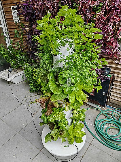 ���� ��������� ������� 9 ����� �-36 ����� Vinea Green